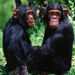 csimpanz chimpanzee