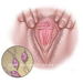 trichomonas vaginalis