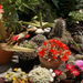 Hatféle kaktuszvirág egy képen