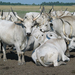 800px-Hungarian Grey Cattle