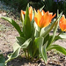 tulipánok 008