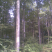 Füzérkajatai erdő