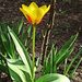 kinyílt tulipán