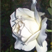 fehér rózsa szeptember havában