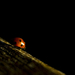 LadyBug-II