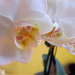 Orchidea – 002c