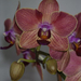 C131555 orchidea