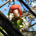Parrots35