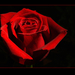 478  Rózsa