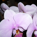 Orchidea