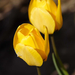 tulipán6
