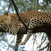 normal Cat Nap, Leopard, Africa