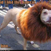 funny-dog-pictures-lion-haircut-dog