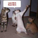 funny-dancing-cats