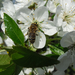 Méhecske és meggyfavirág