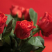 Piros rózsák piros háttérrel