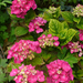 Hydrangea macrophylla 'Sanguinea'