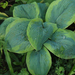 Hosta