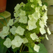 Hydrangea paniculata