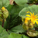 Ligularia