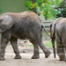 nyír-elefántok1