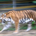 nyír-tigris-sebesség