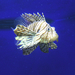 043 Cape Town Aquarium