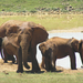 500 Addo Elefántpark