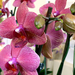 orchidea (phalaenopsis sundays)