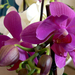 orchidea 138