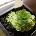 Pinguicula laueana