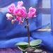 Mini phalaenopsis