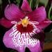 Miltonia Martin Orenstein 'Shirley P.'