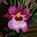 Miltonia Martin Orenstein 'Shirley P.'