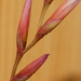 Tillandsia fuchsii 'gracilis'