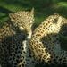 Perzsa leopárdok az Állatkertben