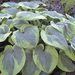 hosta francesw