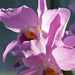 Orchidea virágzás 2