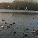 tó február 045