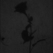 Rose's Shadow