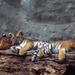 zoo 11 tigrisek3
