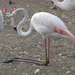 flamingópihenő