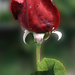 Bordó-rózsám