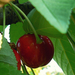 cherry