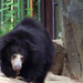 Sloth bear