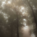 ködös erdő 1
