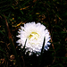 vadvirágok, fehér 100szorszép