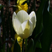 tulipán, vajfehér
