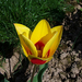 tulipán, egy korai fajta