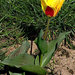 tulipán, egy szál a fű között